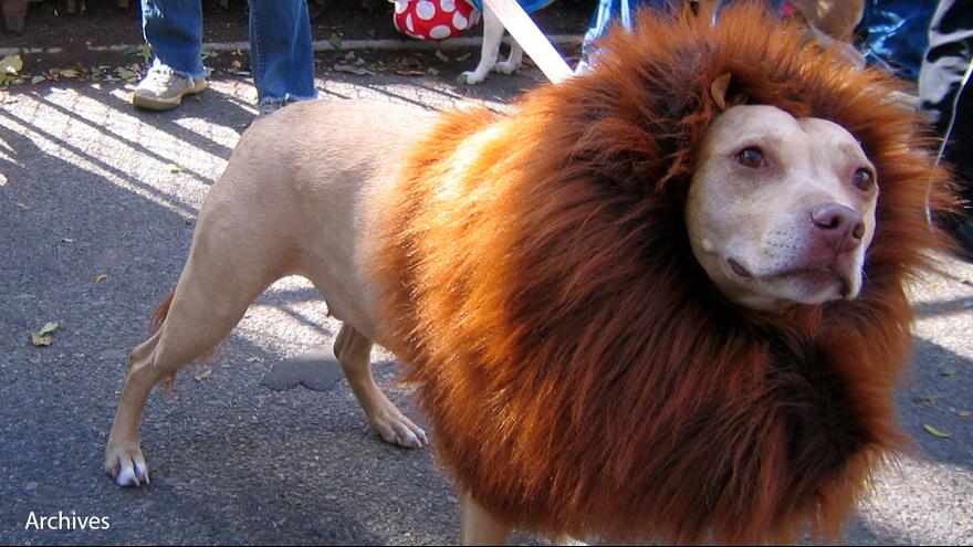 Dog faking a lion